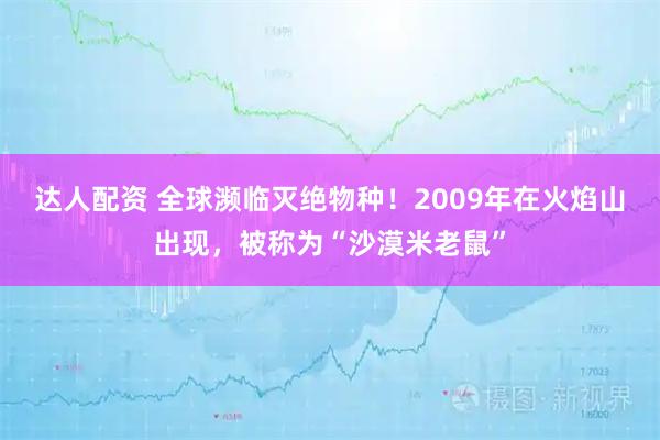 达人配资 全球濒临灭绝物种！2009年在火焰山出现，被称为“沙漠米老鼠”